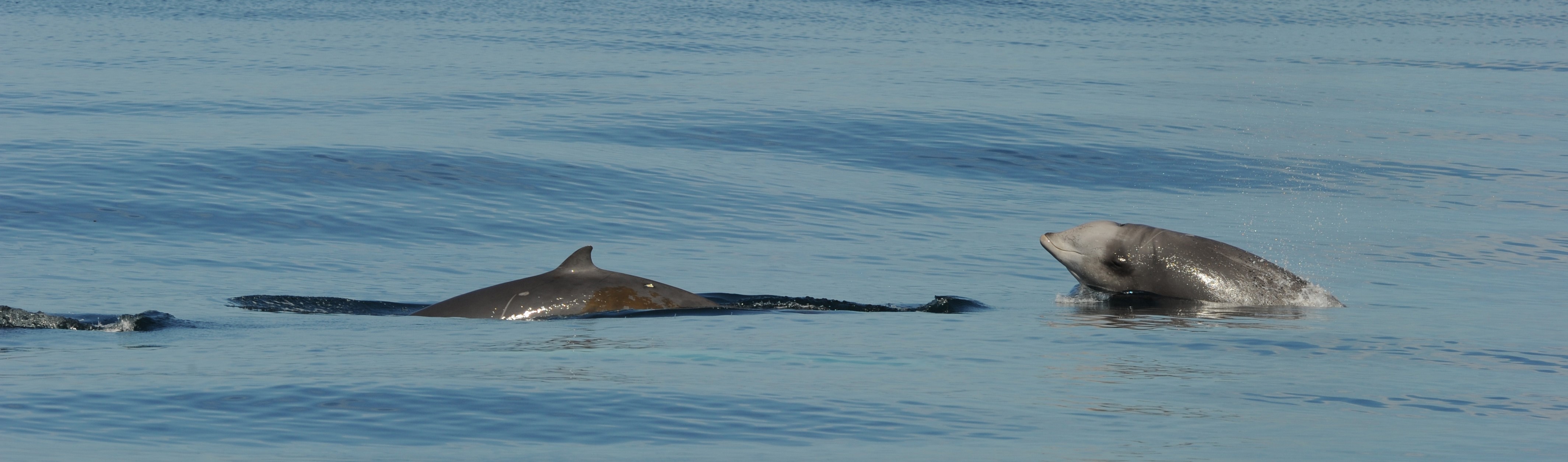 Image slide of Photo Credit: Ari Friedlaender - taken under NMFS permit #14534