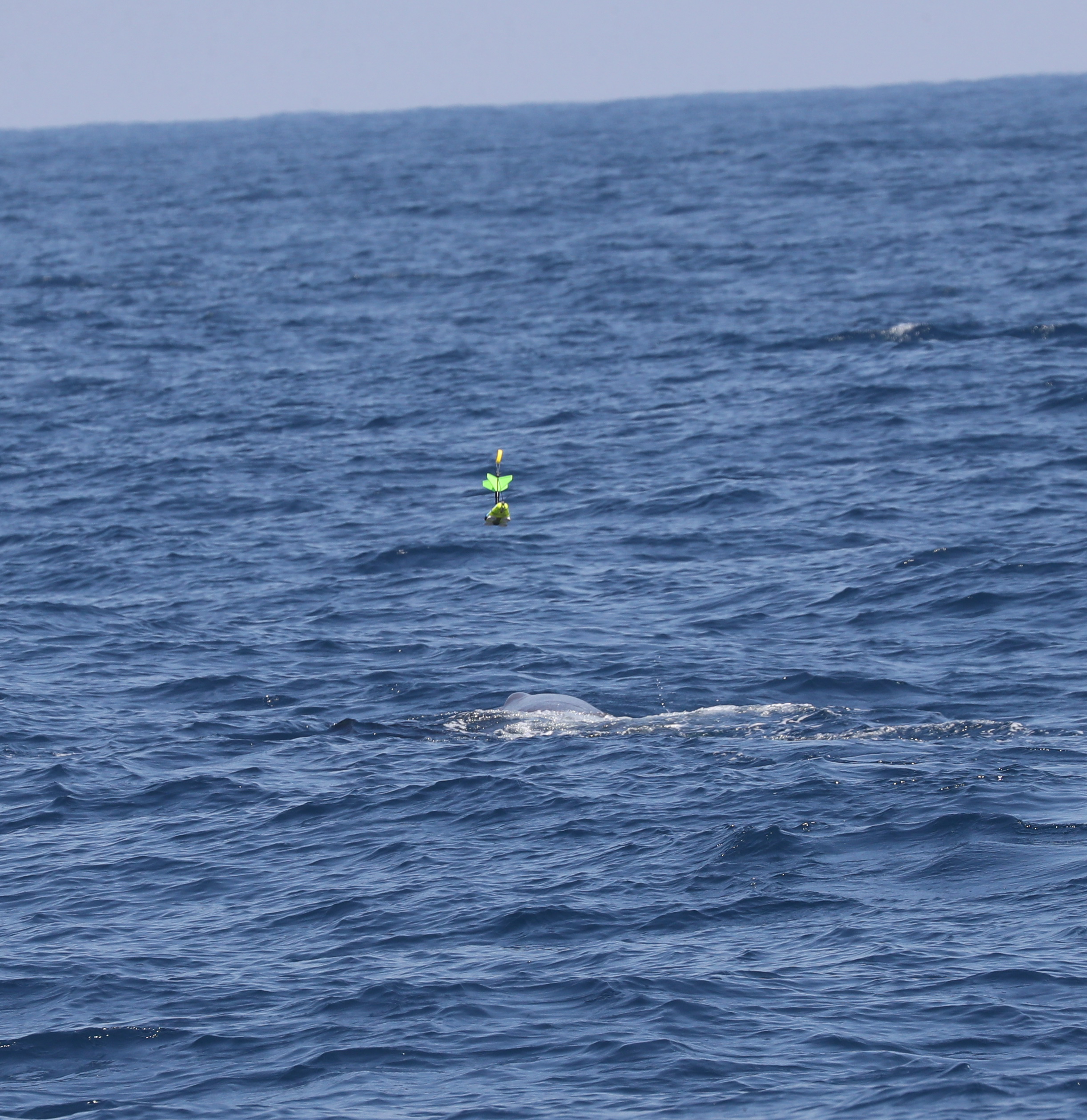 Image slide of CATS tag drop on a sperm whale from drone tagging system