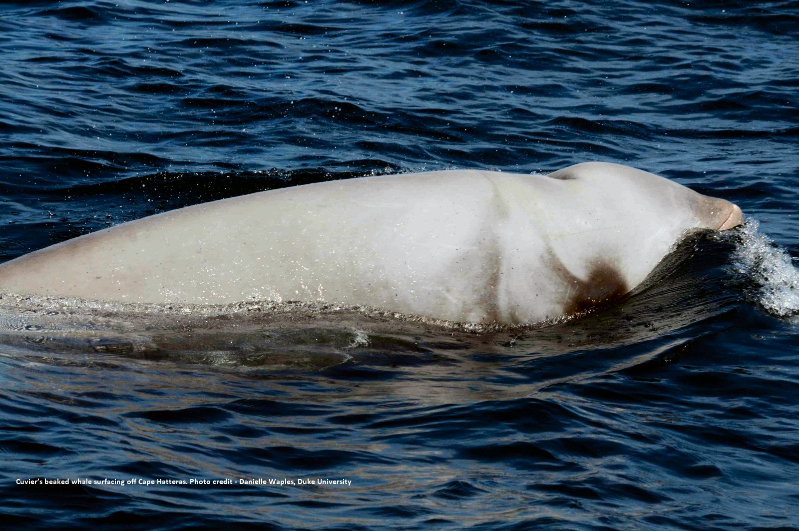 Image slide of Cuvier's beaked whale off Cape hatteras, NC. Photo credit - Danielle Waples, Duke University.