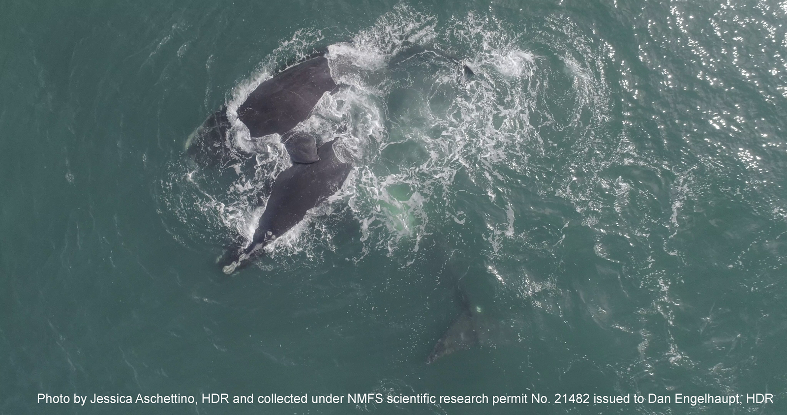 Image slide of Drone image of North Atlantic right whales on 29Jan2023 off the coast of Virginia Beach, VA in a Surface Active Group
