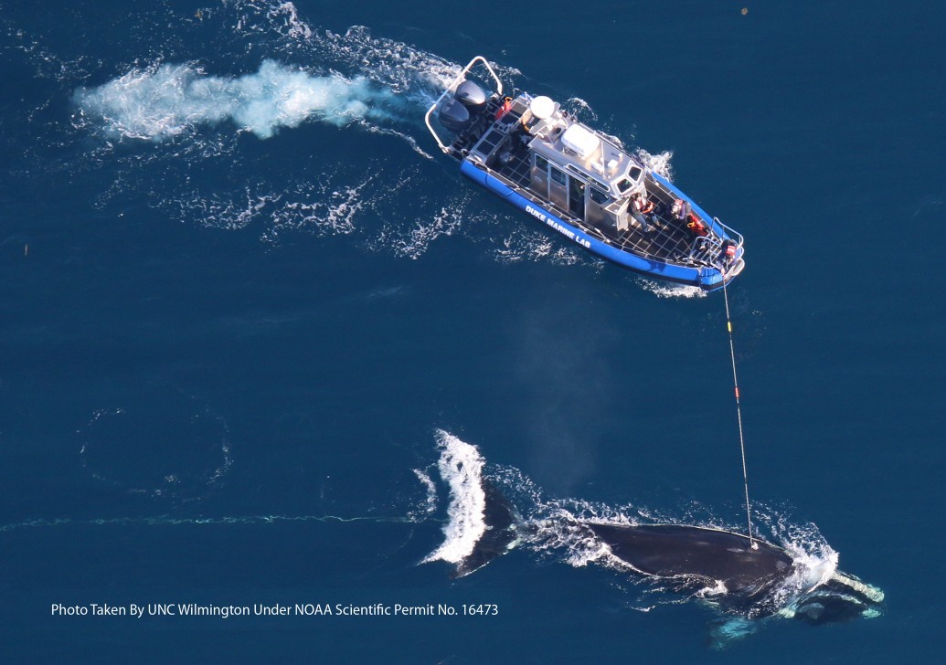 Image slide of Researchers from Duke University aboard the R/V RT Barber deploy a suction-cup DTag to entangled right whale #4057. The tag was used to collect movement and acoustic data while also helping to track the position of the whale while waiting for a disentanglement team to arrive. 