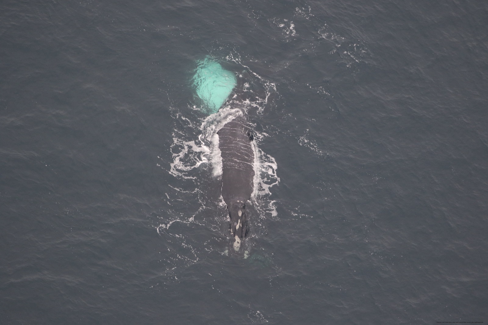Image slide of Catalog NARW #2440/ &ldquo;Shackleton&rdquo; at the surface with #3623 / &ldquo;Bongo&rdquo; belly up underneath him. Photo by Todd Pusser taken under NMFS permit 21482 issued to Dan Engelhaupt/HDR.
