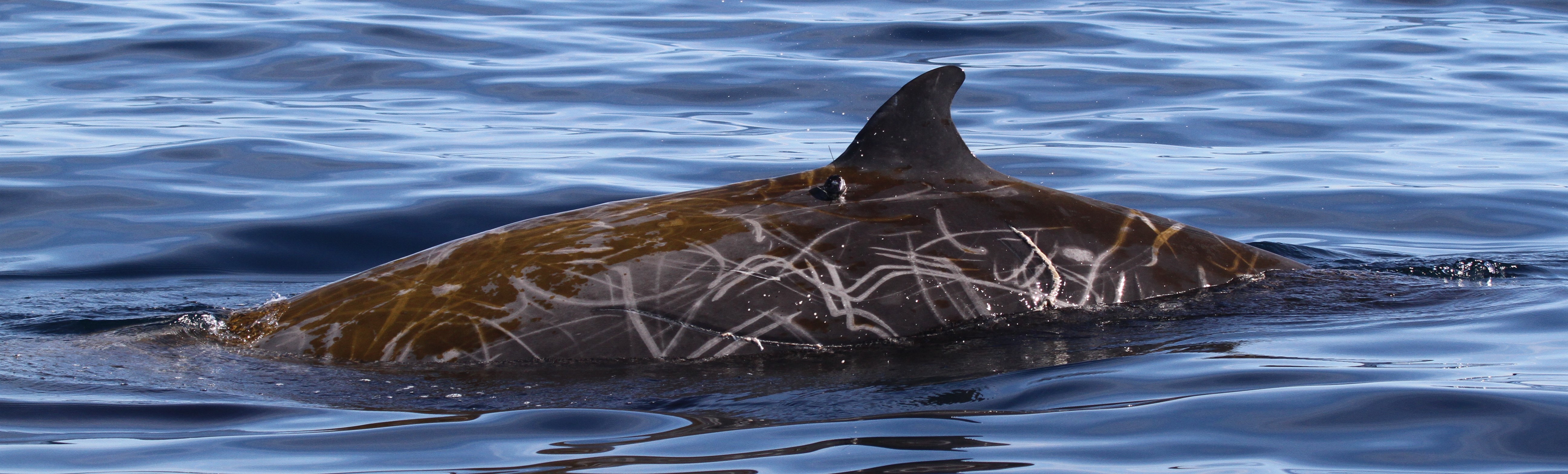 Image slide of Photo Credit: MarEcoTel - taken under NMFS permit #15530