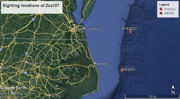 Image slide of Map showing sighting locations of adult female Cuvier’s beaked whale (Ziphius cavirostris) “Zca107” first photographed by Duke University off Nags Head, NC on 09 August 2020 and subsequently photographed by HDR off Virginia Beach, VA on 19 August 2022