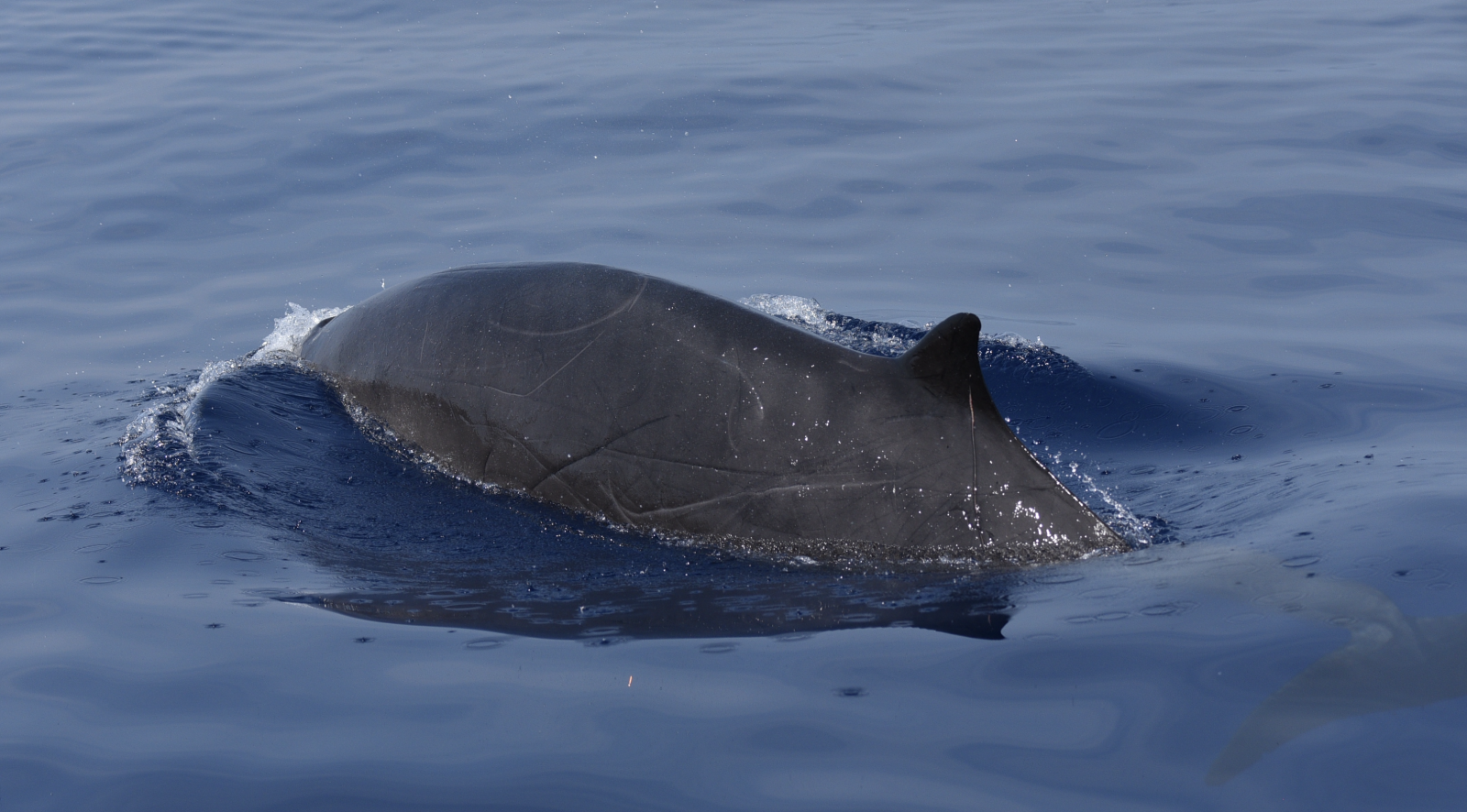 Image slide of A heavily scarred male Gervais’ beaked whale. The distinctive dorsal stripes are visible. Photo by Andy Read.