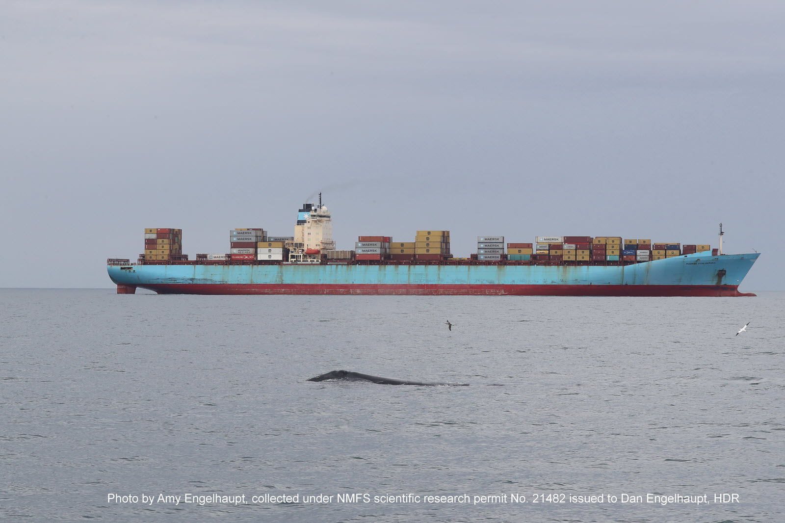 Image slide of North Atlantic right whale on 29Jan2023 off the coast of Virginia Beach, VA near a container ship at anchor