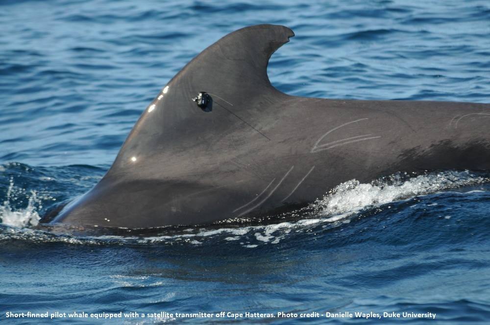 Image slide of Short-finned pilot whale equipped with a satellite transmitter off Cape Hatteras. Photo credit - Danielle Waples, Duke University.
