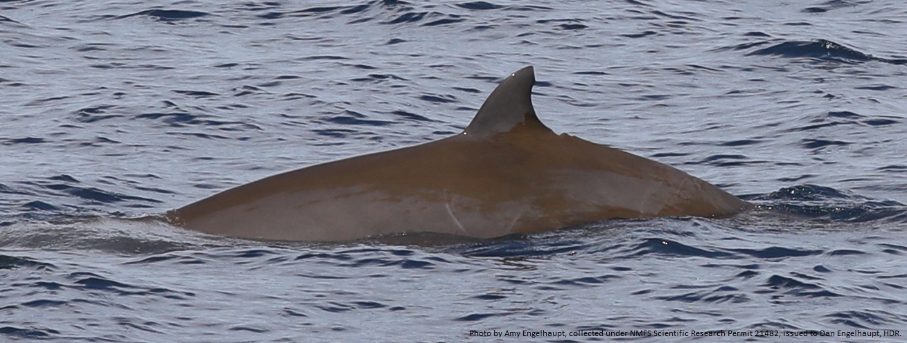 Image slide of Adult female Cuvier’s beaked whale (Ziphius cavirostris) photographed off Virginia Beach, VA on 19 August 2022