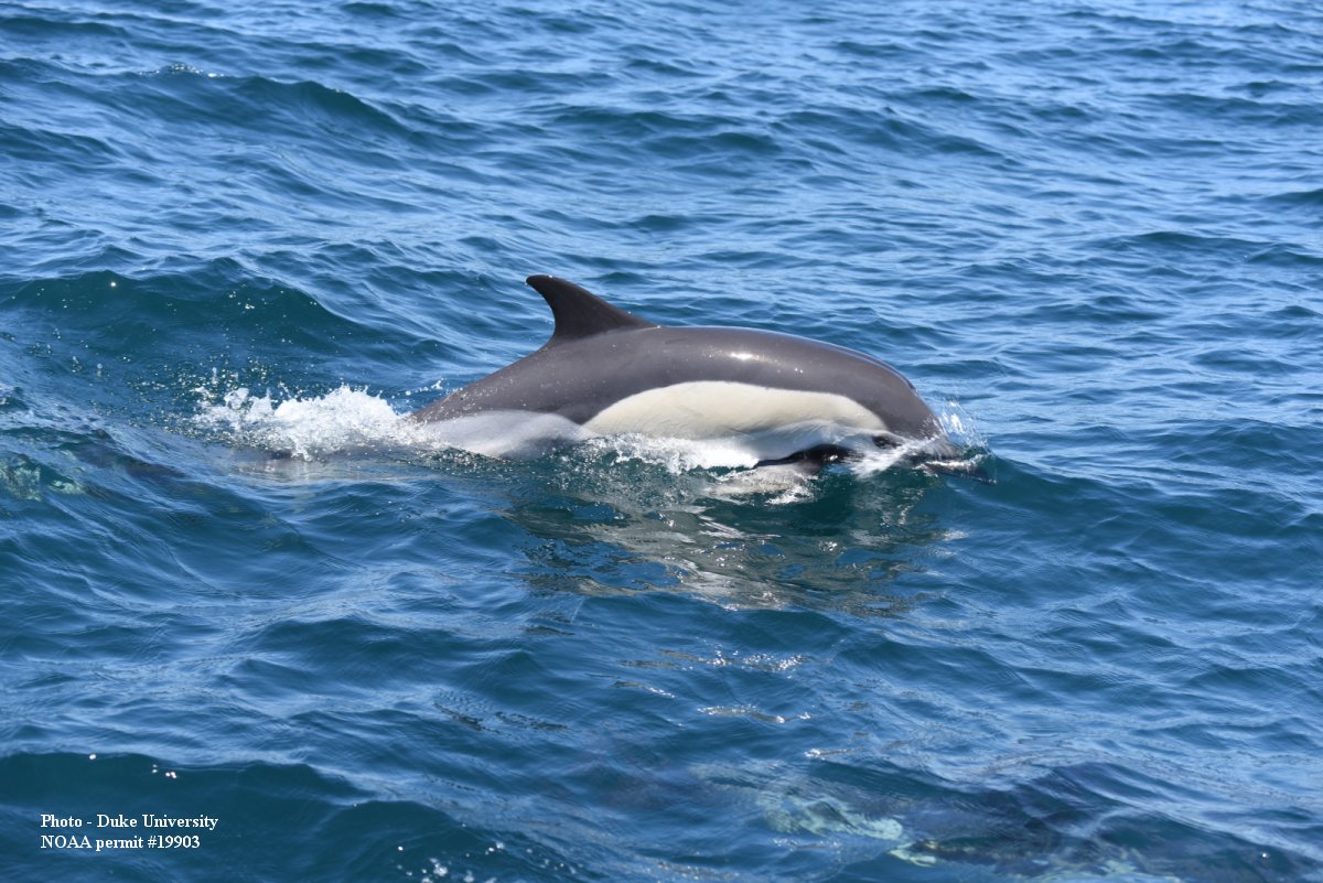 Image slide of Short beaked common dolphin (Delphinus delphis)