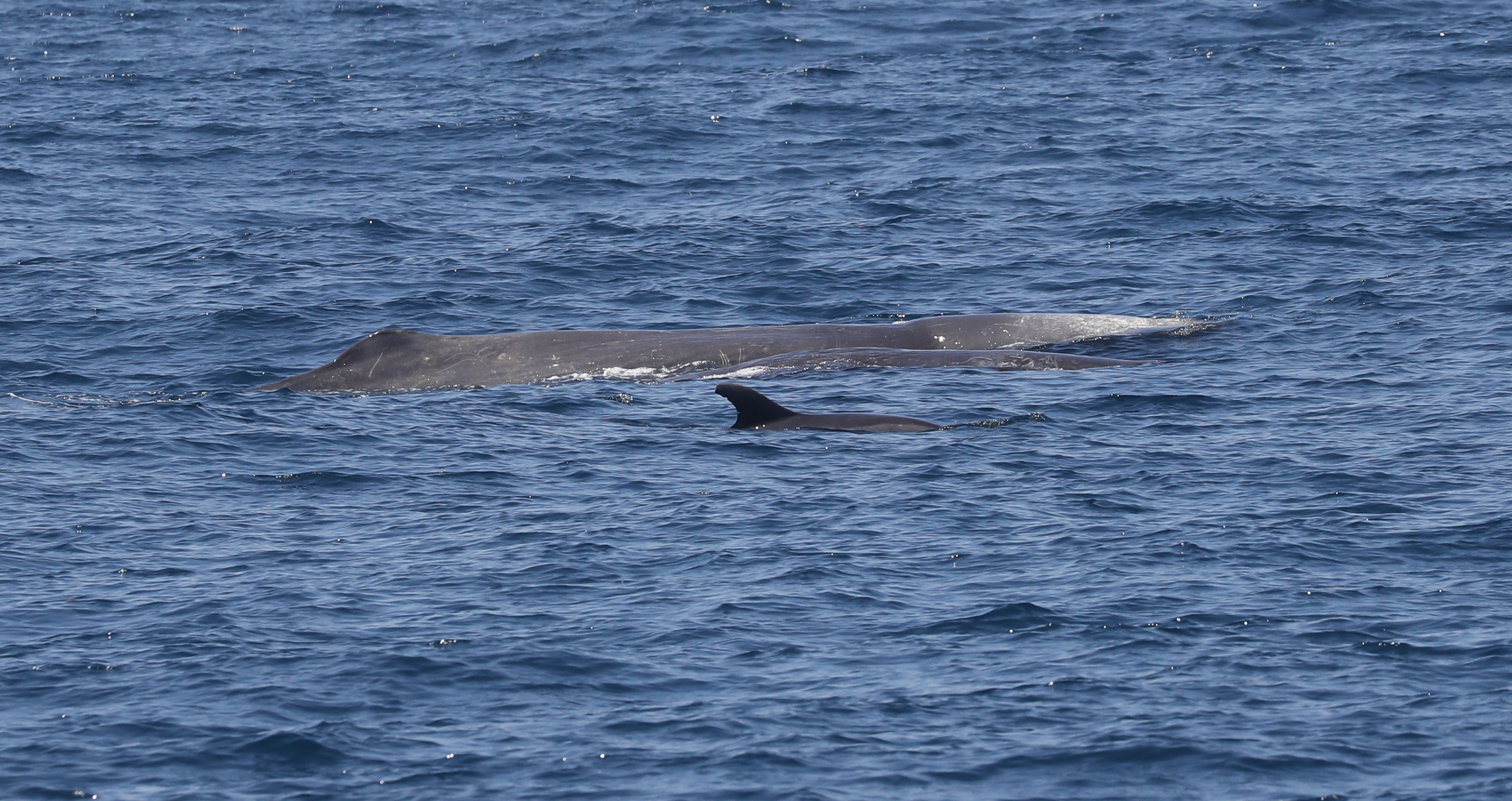 Image slide of A sperm whale mom/calf pair with a bottlenose dolphin