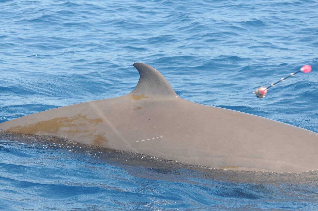 Image slide of Remote deployment of a satellite-linked dive recorder on a Cuvier’s beaked whale off Cape Hatteras. The dart detaches from the tag on impact.