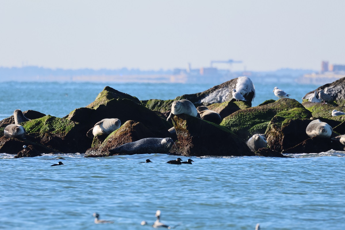 Image slide of Harbor Seals at the Chesapeake Bay Bridge Tunnel in January of 2024.&nbsp;&nbsp;NMFS General Permit # 19826.
