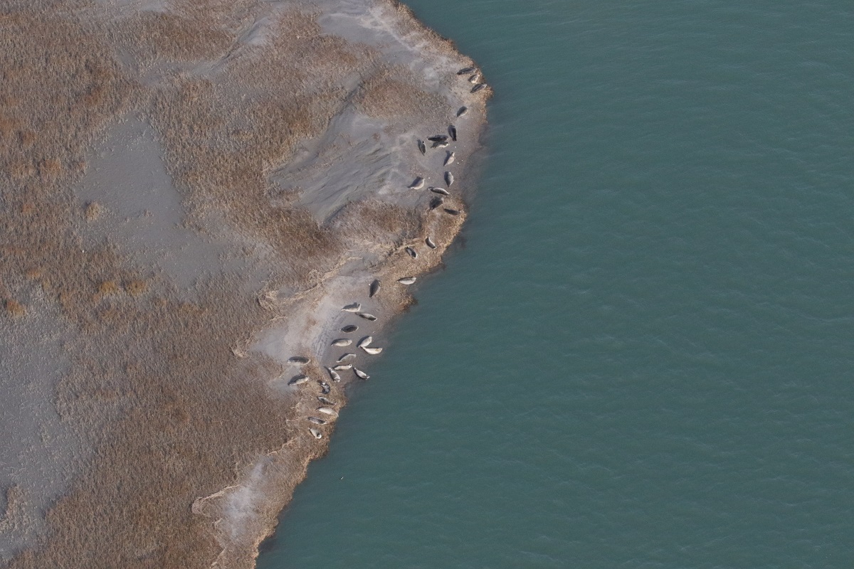 seals hauled out on the Eastern Shore