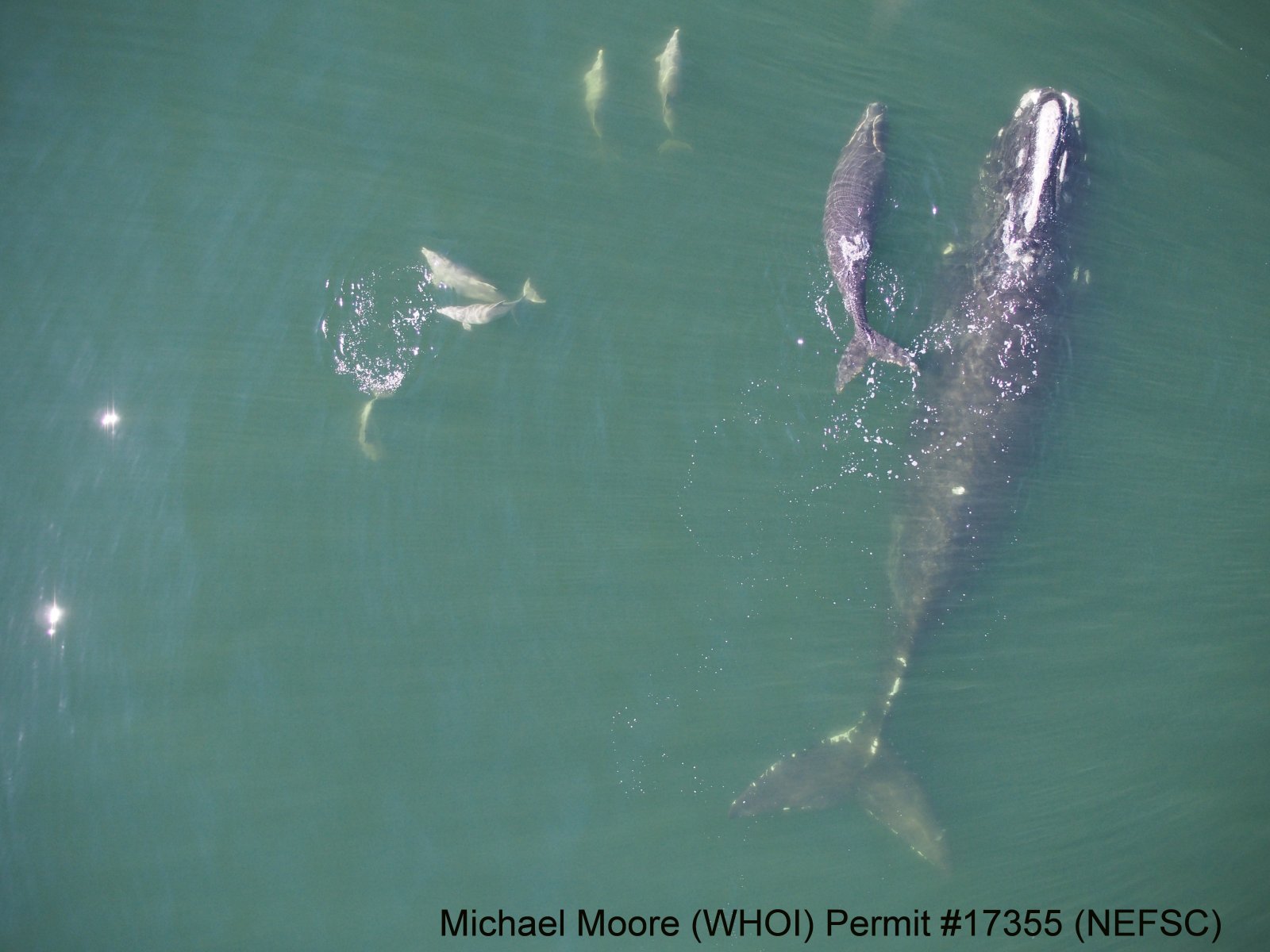 Image slide of A group of dolphins near Eg3101 (Harmonia) and her calf. Note the white DTAG on the center of the mom’s back. Photo courtesy of Michael Moore, Woods Hole Oceanographic Institution, NEFSC Permit #17355.