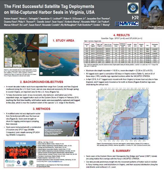 The First Successful Satellite Tag Deployment on Wild-Captured Harbor Seals in Virginia, USA World Marine Mammal Conference, Barcelona, Spain - December 2019