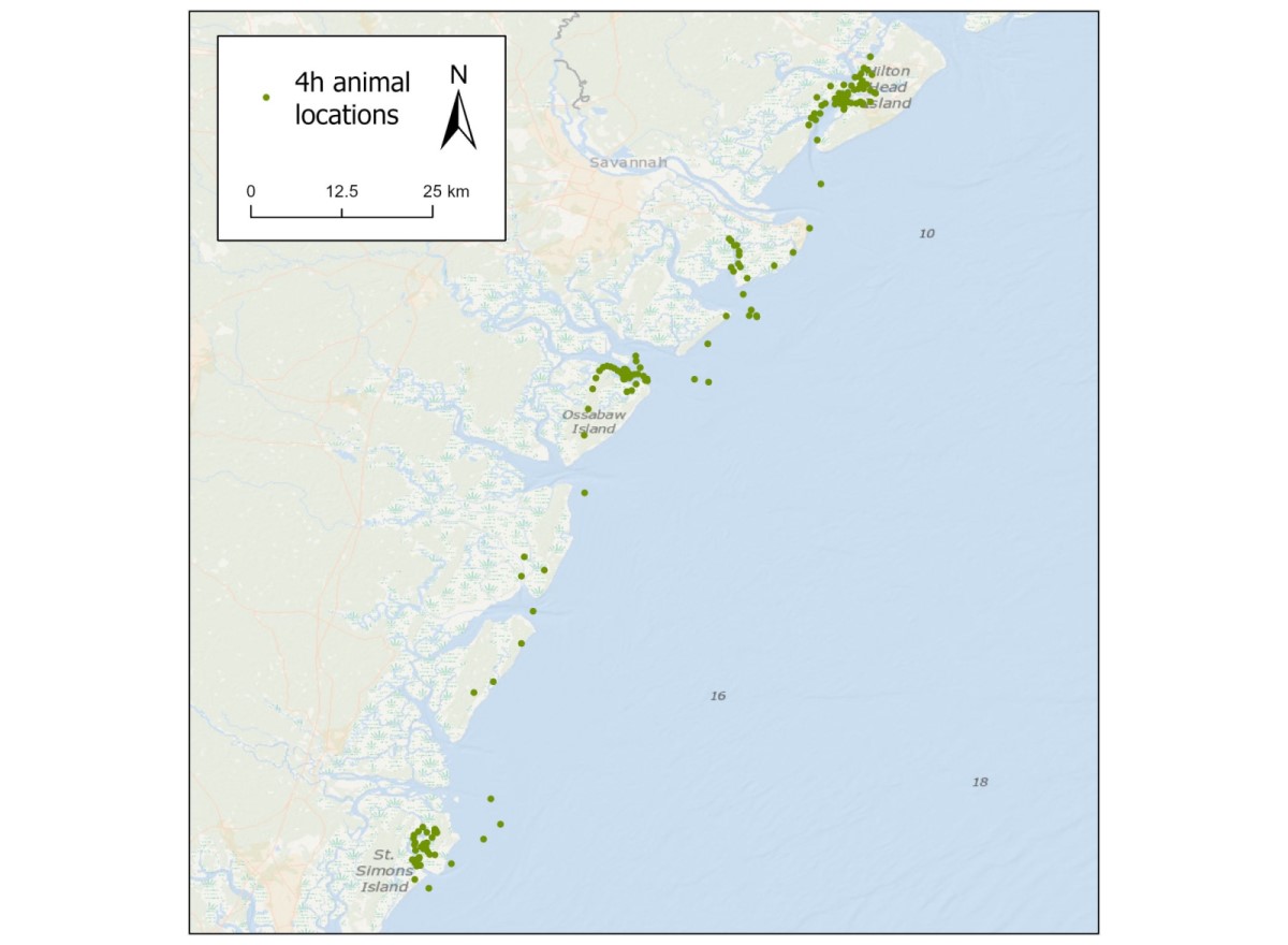 JIA green turtle.jpg