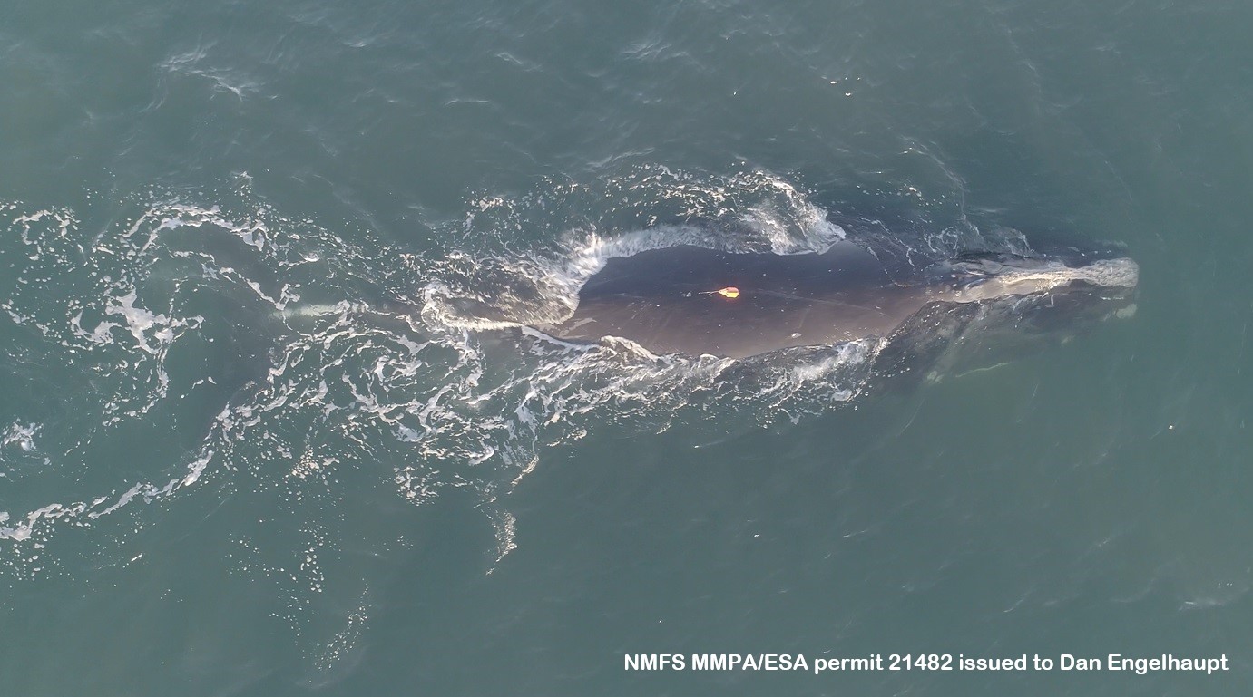 Image slide of 'Smoke' with a suction cup tag attached to her back for recording movements, audio, and high definition video 