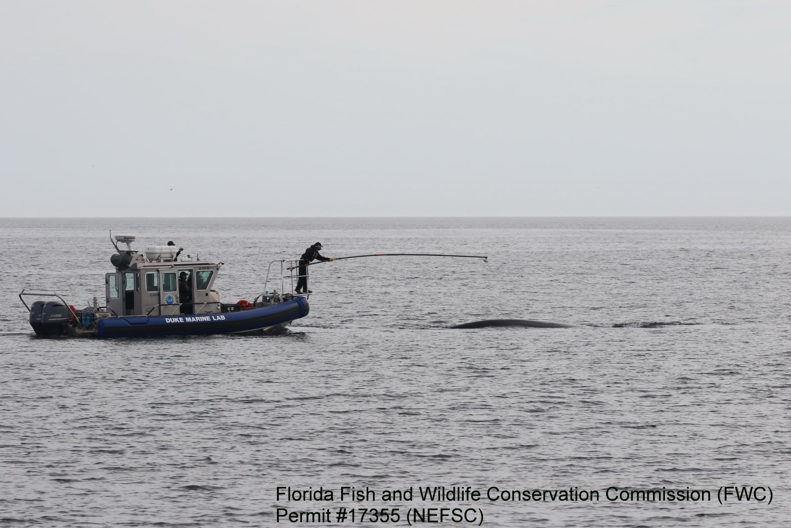 Image slide of The R/V Barber and the Duke University Marine Lab team deploying a DTAG on Eg3317 in the SEUS. Photo courtesy of Jen Jekush, Florida Fish and Wildlife Conservation Commission (FWC), NEFSC Permit #17355.