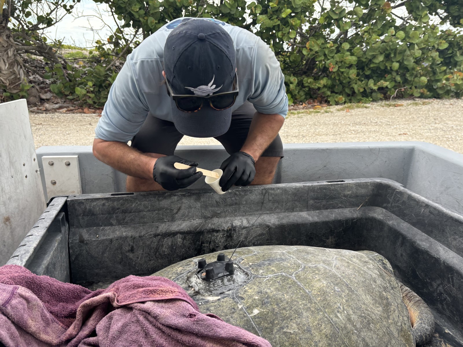 IRG Senior Biologist Cody Mott applying epoxy to a satellite telemetry tag on the carapace of an adult male green sea turtle.