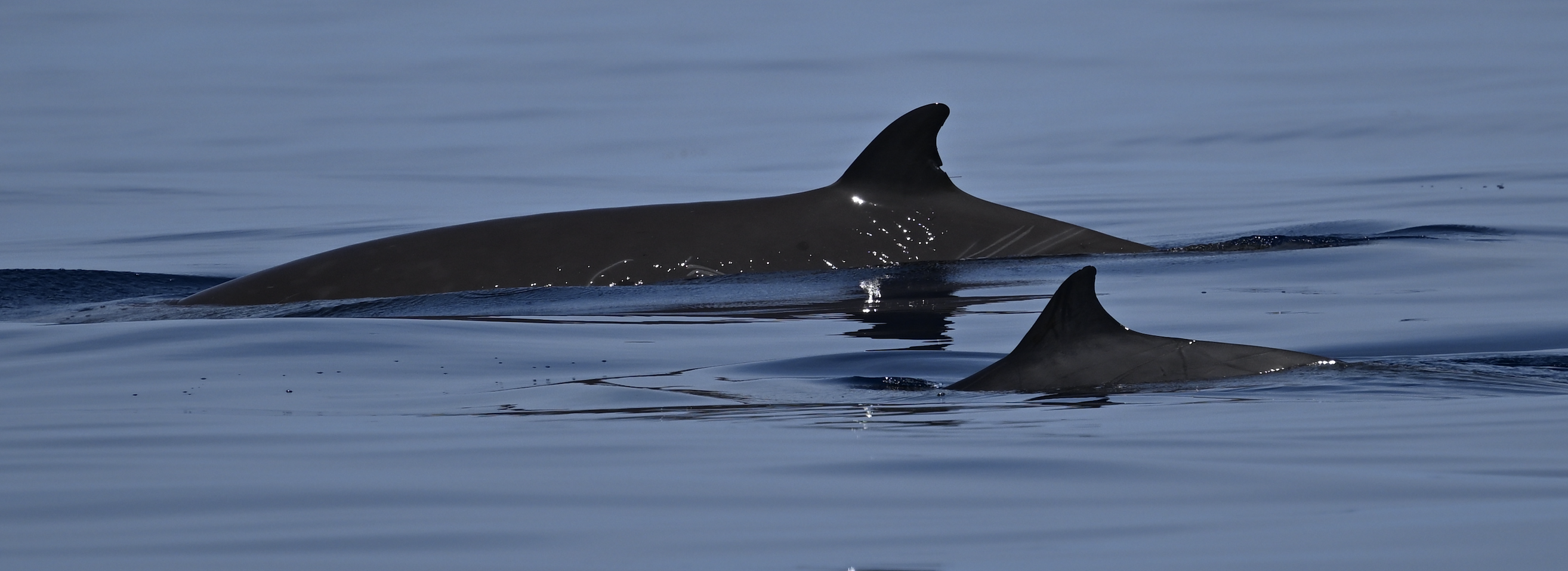 Image slide of Focal goose-beaked whale ZcTag169 in the background with a Gervais’ beaked whale in the foreground. The antenna from the satellite-linked dive recorder is just visible below the notch on the trailing edge of the dorsal fin of ZcTag169. Photo by Meg Bradley.