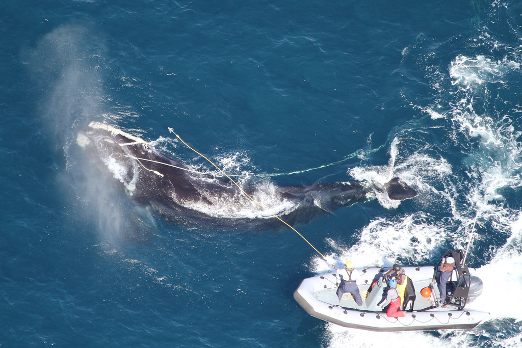 Image slide of Responders from the Georgia Department of Natural Resources and Florida Fish and Wildlife Conservation Commission throw a custom-made "cutting grapple," hoping to sever the long strand of fishing rope exiting the whale's mouth. Seconds later the heavy rope parted and the whale swam away unencumbered. Credit: Photo by Florida Fish and Wildlife Conservation Commission, taken under NOAA permit #15488.  