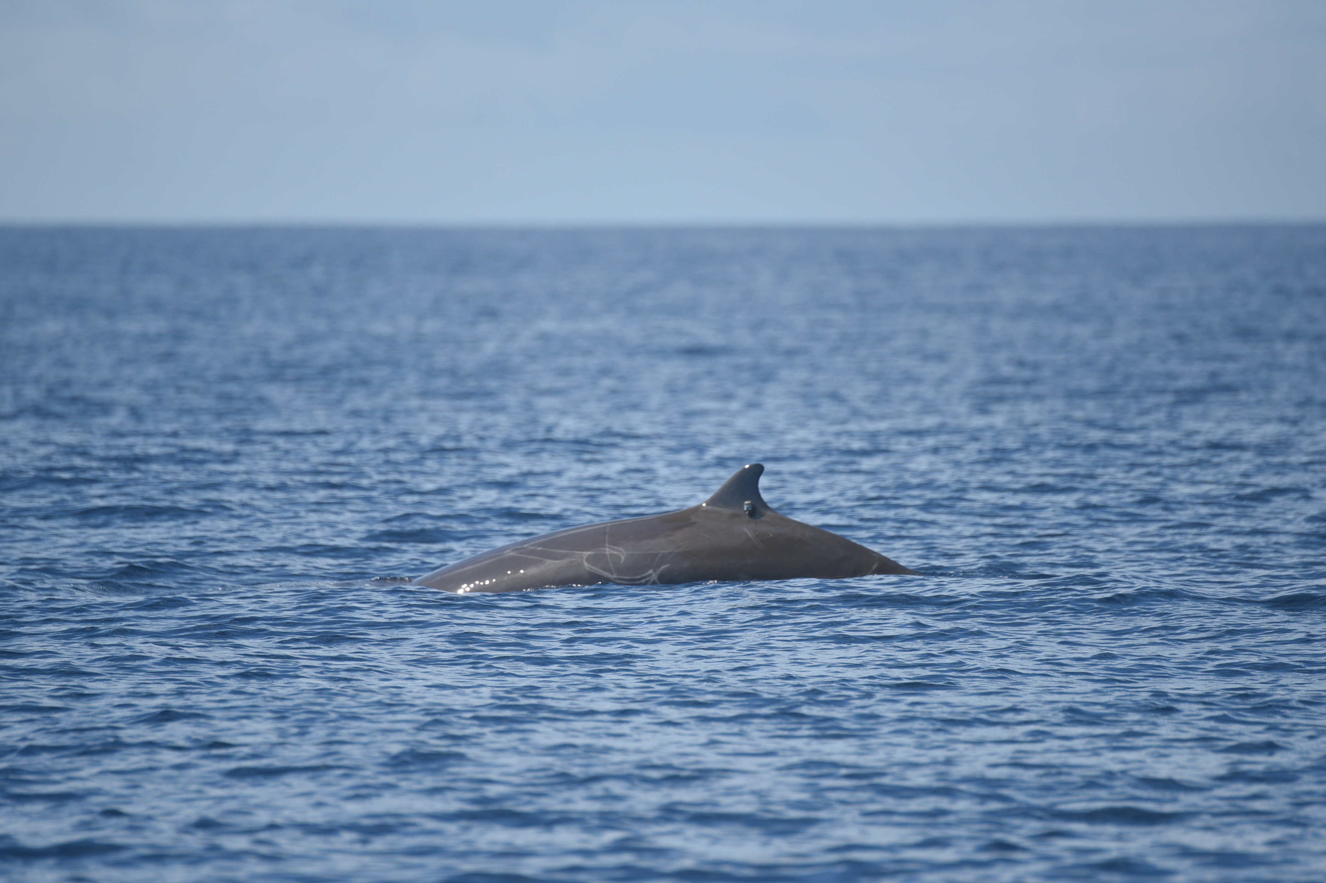 Image slide of Zc133, one of five Cuvier’s beaked whales tagged on 4 and 5 August, 2022. Photograph by Danielle Waples.