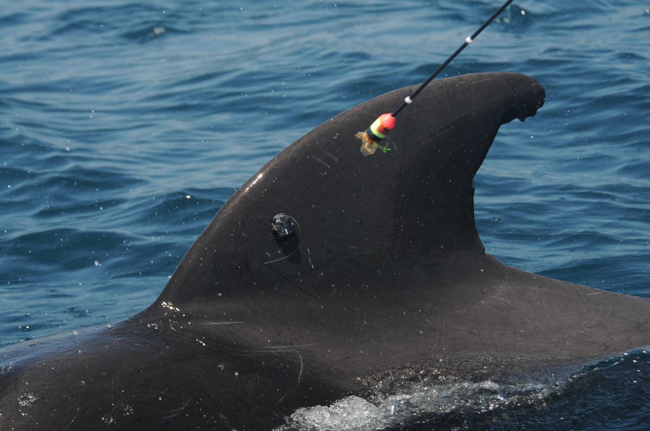 Image slide of An adult male short-finned pilot whale immediately after being tagged with a satellite-linked radio transmitter off Cape Hatteras.