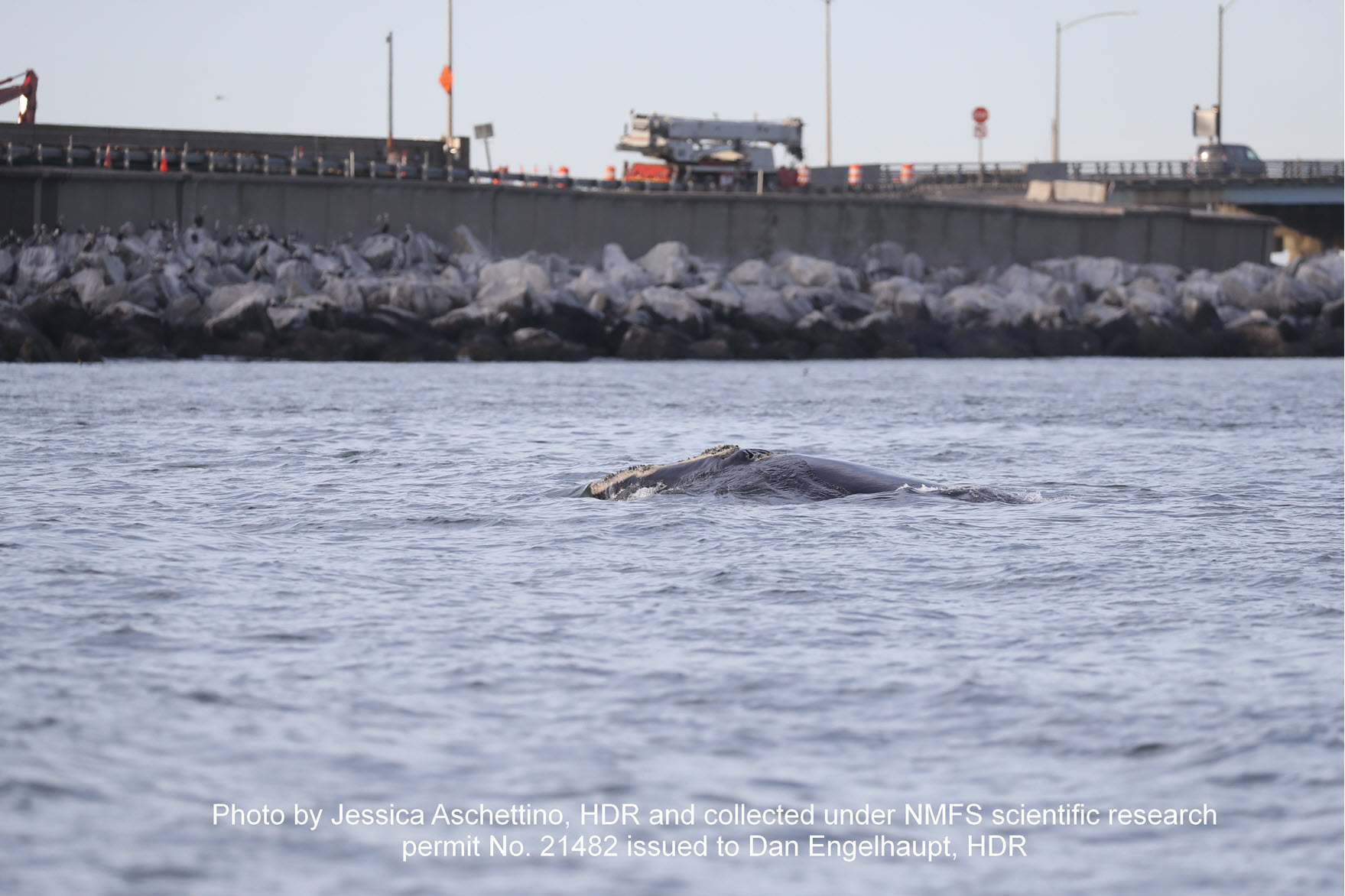 Image slide of North Atlantic right whale near the Chesapeake Bay Bridge Tunnel. The preliminary identification of this whale is the 2022calfof2753.
