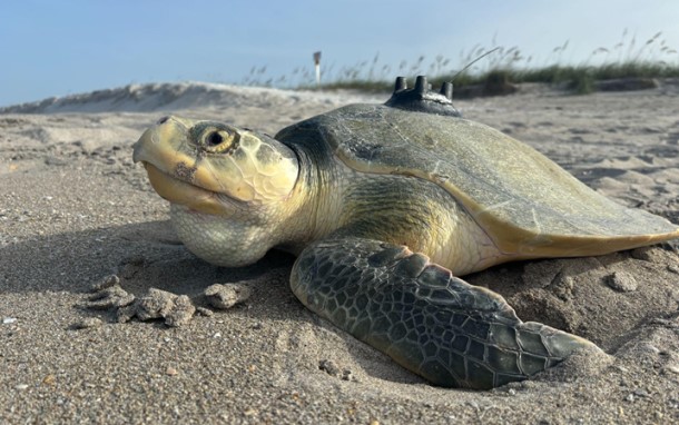 A Kemp's ridley sea turtle heading back to the ocean with a satellite telemetry tag attached to it's carapace.