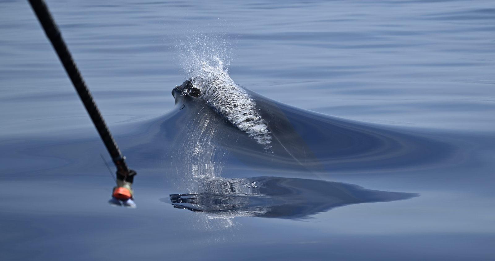 Image slide of Attempting to attach a DTag to an adult male Gervais’ beaked whale. The tag is attached to a carbon fiber pole and is in the left foreground of the image. The erupted tooth (tusk) of the male beaked whale is evident on its left lower jaw as it breaks the surface. Photo by Meg Bradley.