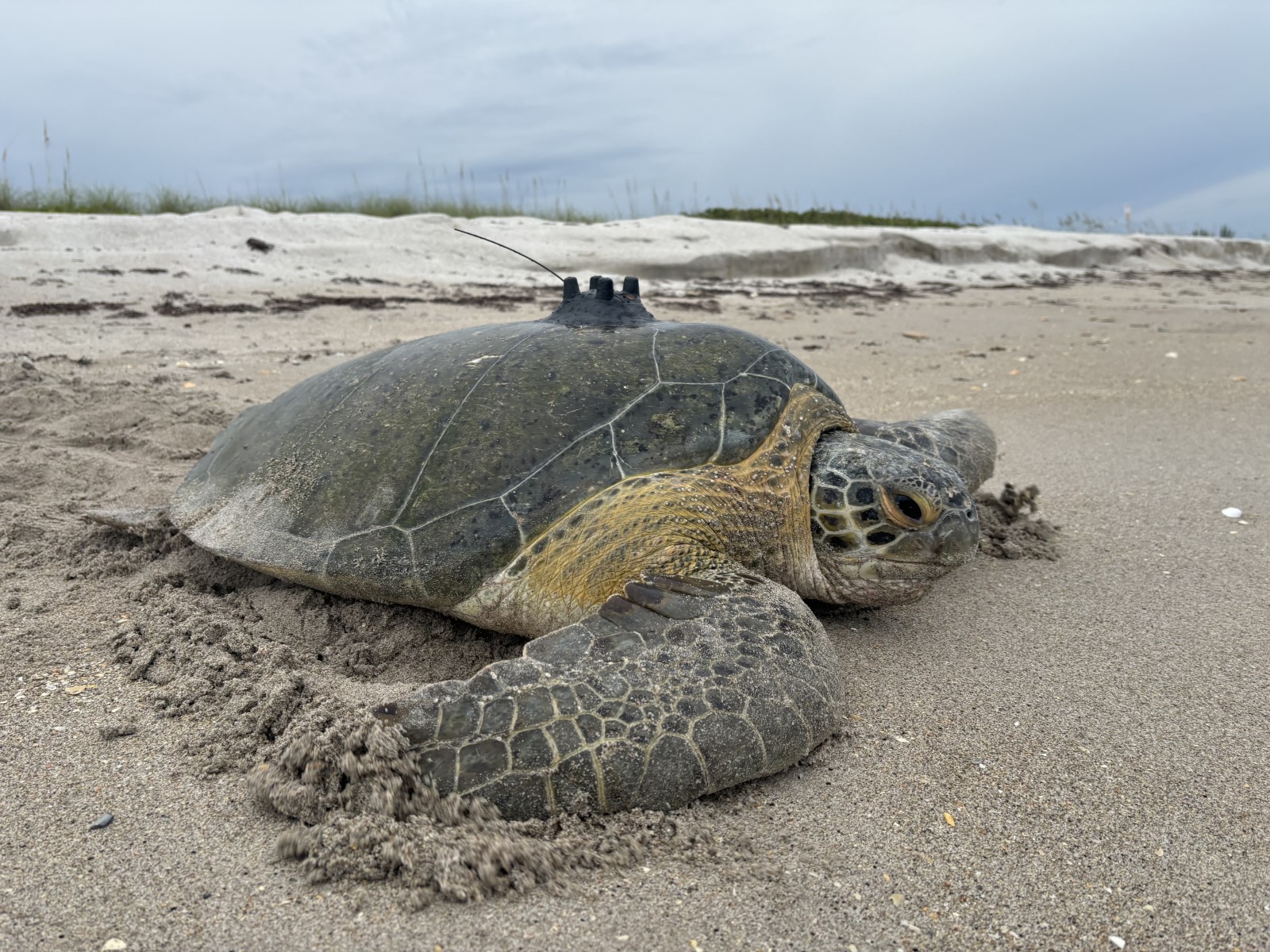 A male green sea turtle makes his way back to the ocean after having a satellite telemetry tag attached to his carapace.