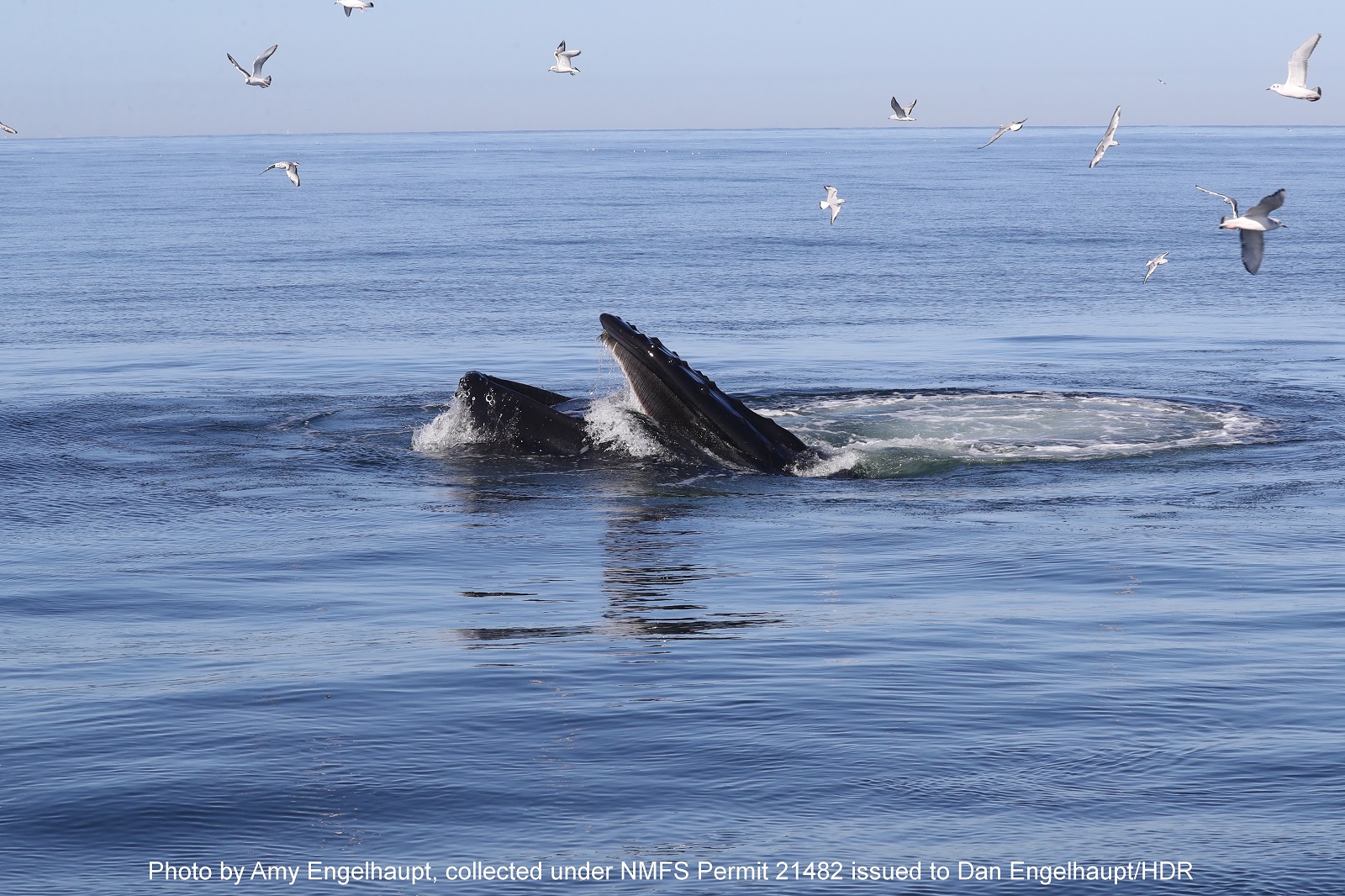 Humpback whale lunge feeding