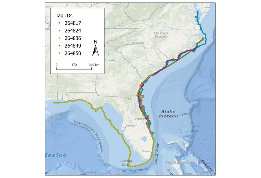 Tracks for five Kemp’s ridley sea turtles tagged earlier this year on the east coast of Florida.