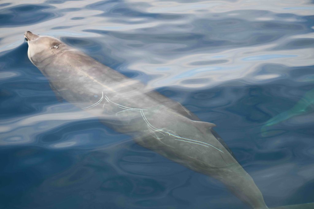 A goose-beaked whale (