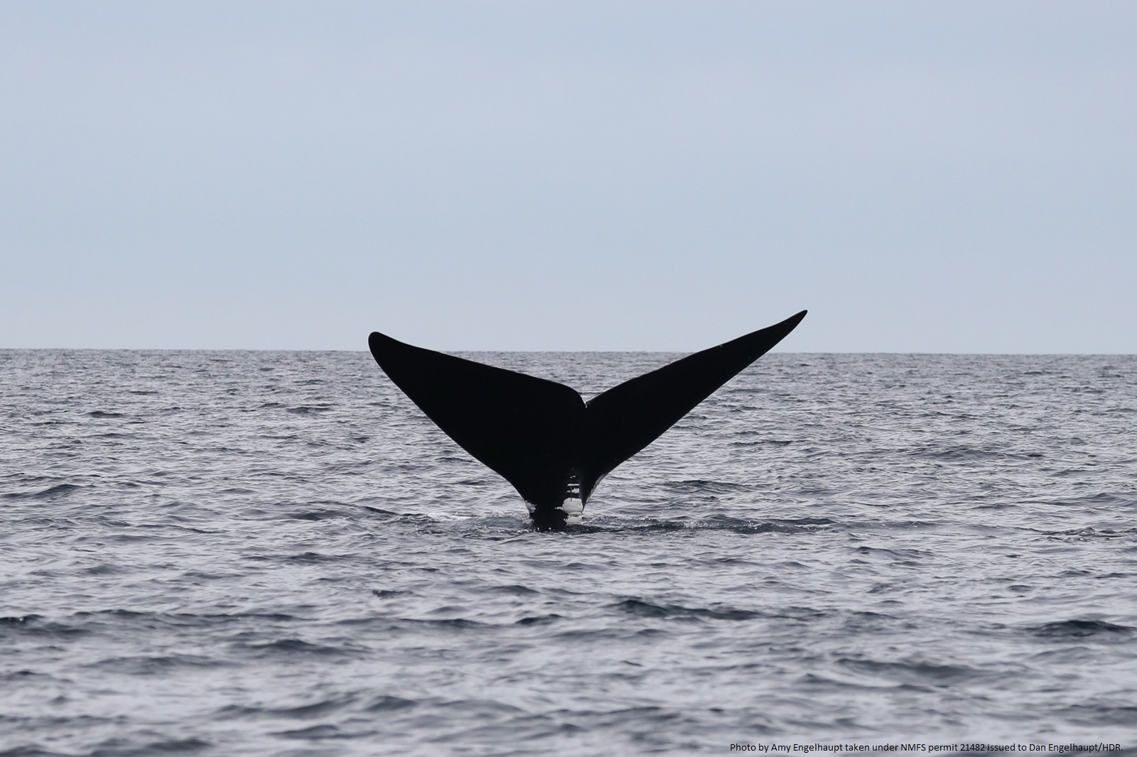 Image slide of Catalog NARW #3623 / &ldquo;Bongo&rdquo; diving off the coast of Virgina on 23 January 2024. Photo by Amy Engelhaupt taken under NMFS permit 21482 issued to Dan Engelhaupt/HDR.
