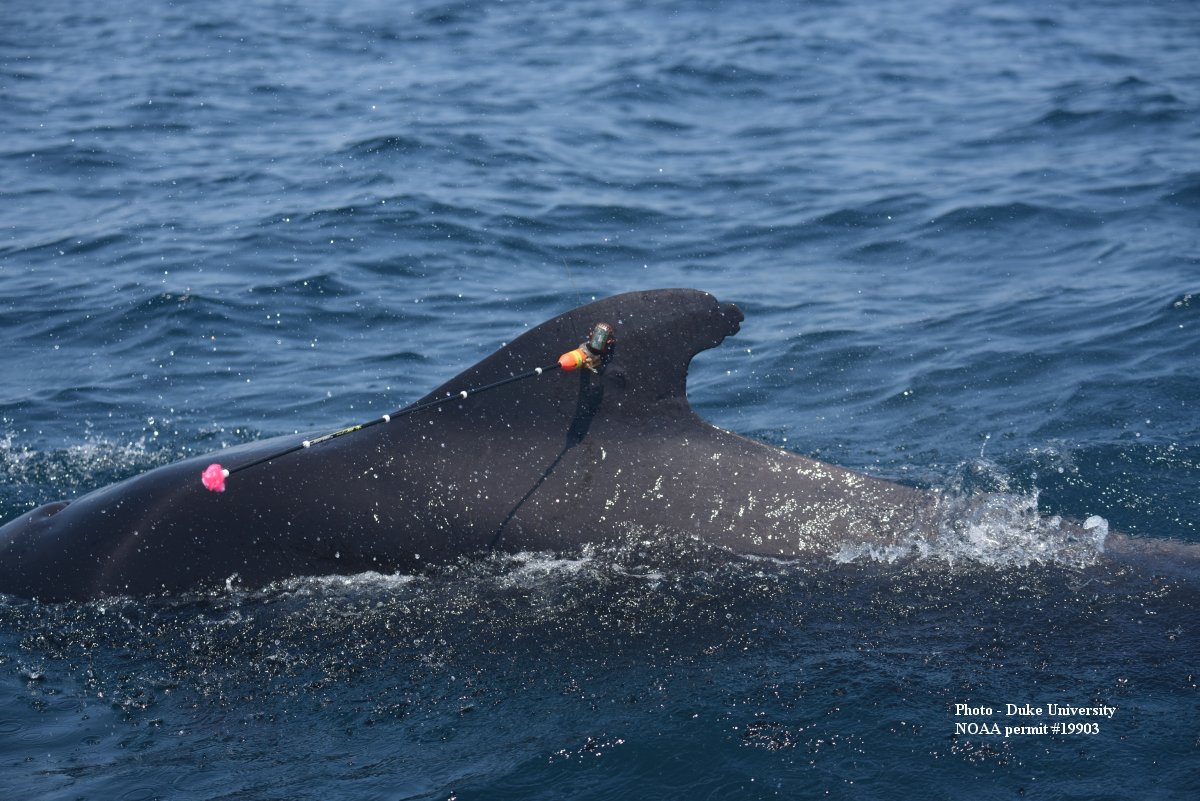 Image slide of Tag on a short-finned pilot whale (Globicephala macrorhynchus)