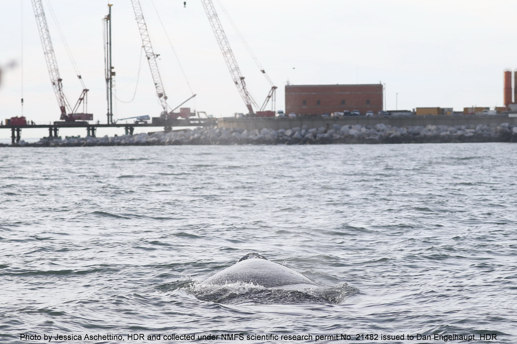 Image slide of North Atlantic right whale near the construction on the Chesapeake Bay Bridge Tunnel. The preliminary identification of this whale is the 2022calfof2753, so it is a yearling that is potentially newly independent of its mom.