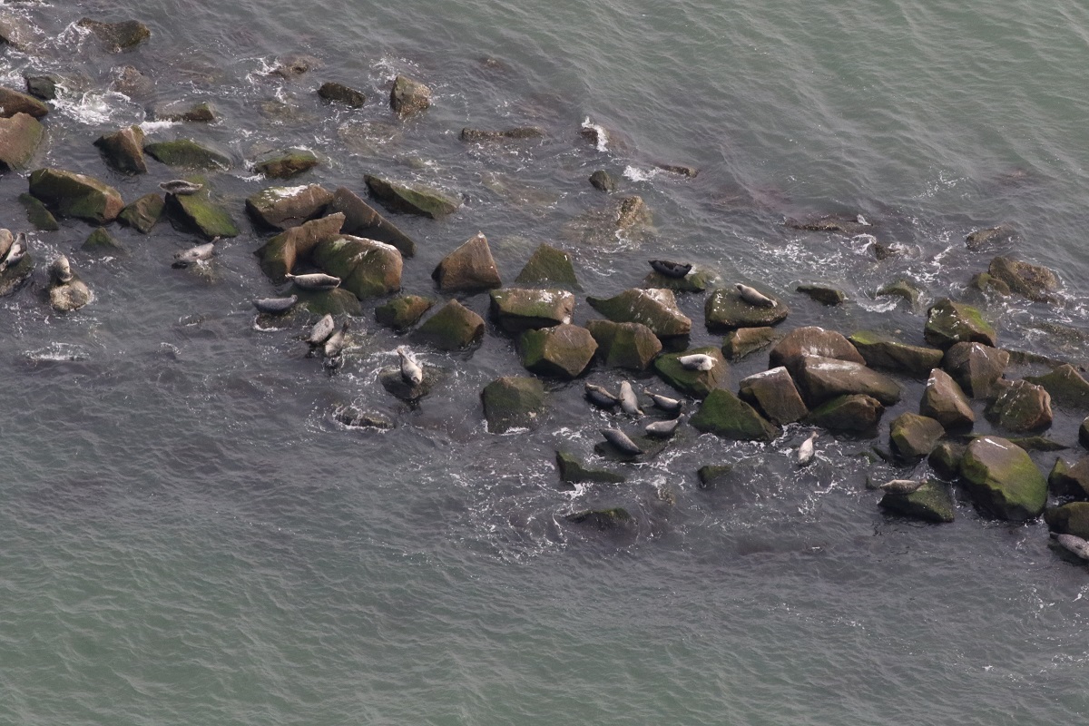 seals hauled out at the Chesapeake Bay Bridge Tunnel