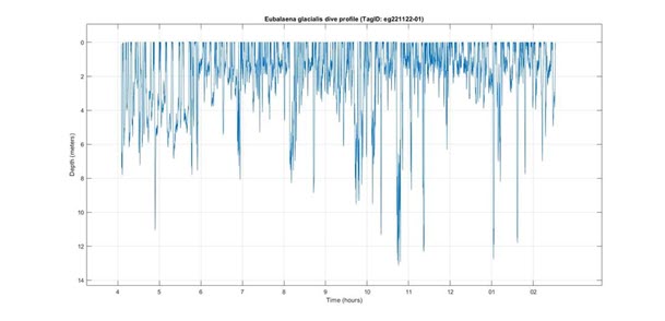 Dive profile for Smoke CATS tag