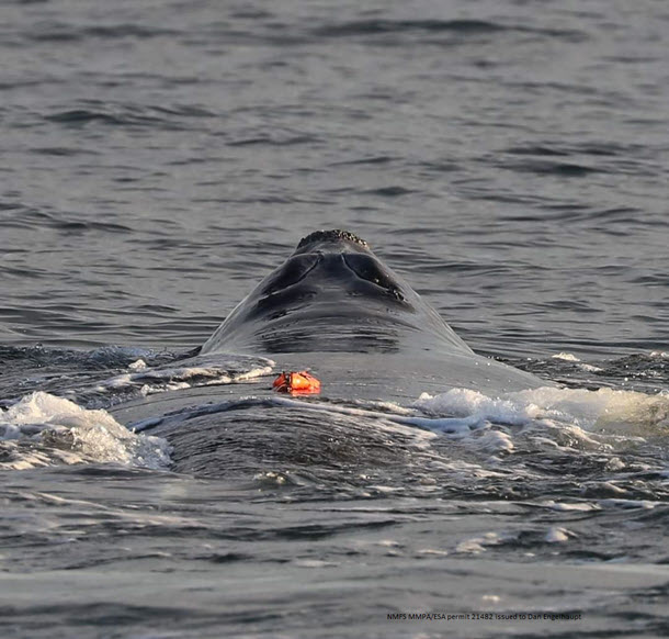 CATS tag on Right Whale 