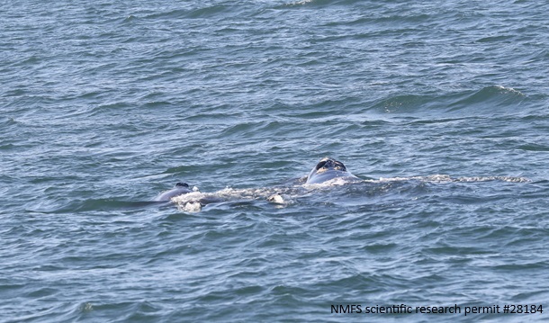 Right whale #4540 and calf