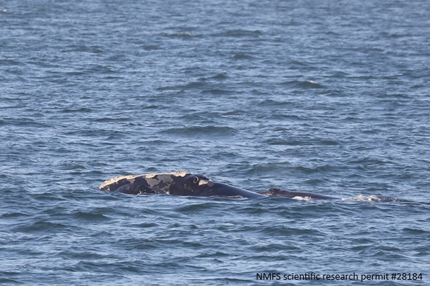 Right whale #4540 and calf side view