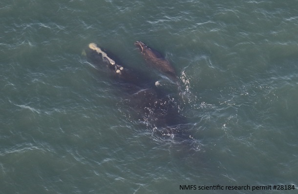 Aerial view of mom and calf